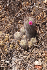 Mammillaria mazatlanensis