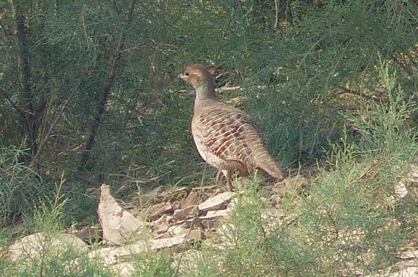 Grey Francolin