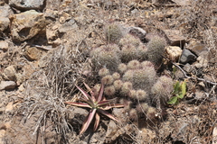 Mammillaria mazatlanensis