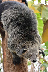 Arctictis binturong