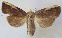 Elasmia schausi