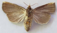 Elasmia schausi