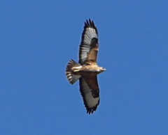 Buteo rufinus cirtensis