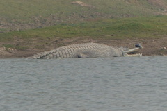 Gavialis gangeticus
