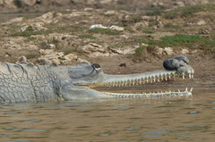 Gavialis gangeticus