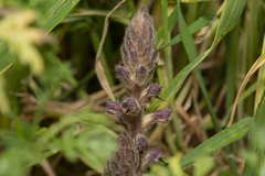 Orobanche pubescens