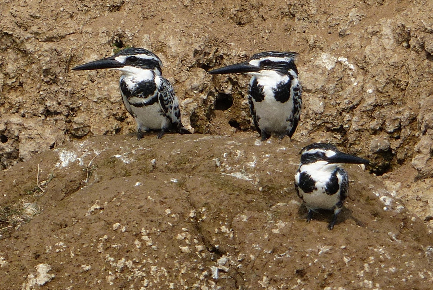 Pied Kingfisher