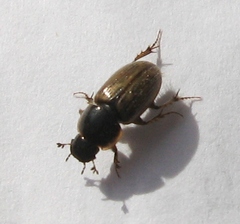Melinopterus