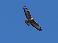 Buteo rufinus cirtensis