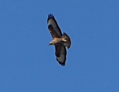 Buteo rufinus cirtensis