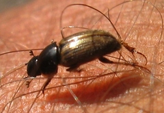 Melinopterus