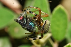 Neoscona rufipalpis