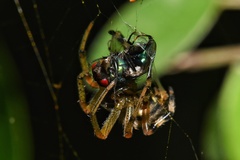 Neoscona rufipalpis