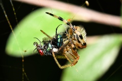 Neoscona rufipalpis
