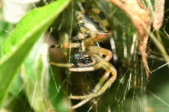 Neoscona rufipalpis