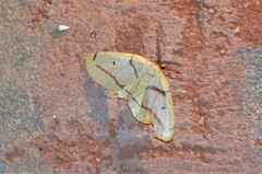 Phoenicocampa rubrifasciata
