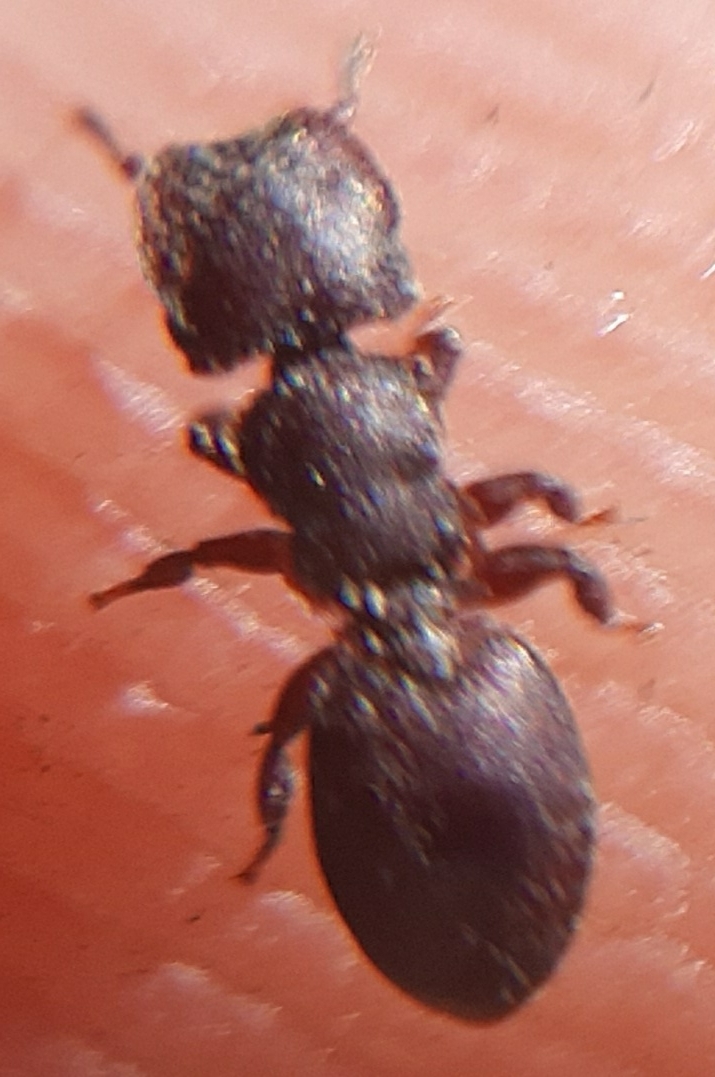 Cephalotes pallens