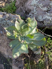 Dudleya arizonica