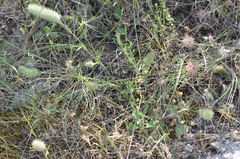 Trifolium angustifolium