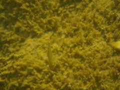 Phoxinus septimaniae