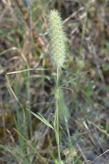 Trifolium angustifolium