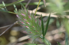 Trifolium angustifolium