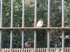 Passer domesticus
