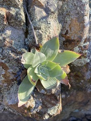 Dudleya arizonica