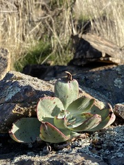 Dudleya arizonica