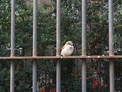 Passer domesticus