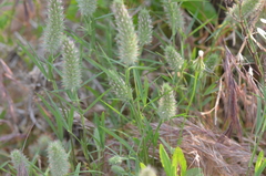 Trifolium angustifolium