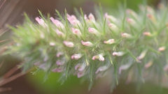 Trifolium angustifolium
