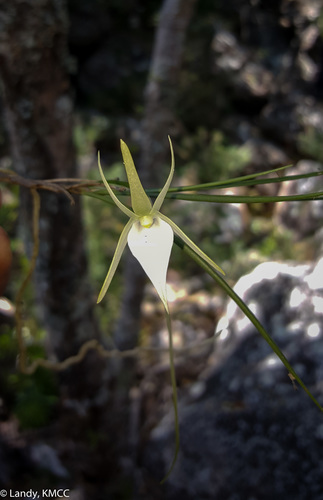 Angraecum teretifolium image