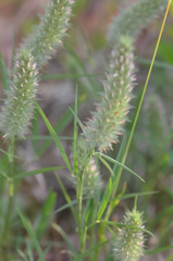 Trifolium angustifolium
