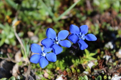 Gentiana bavarica subacaulis