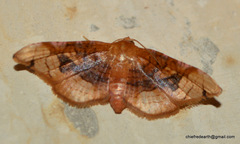 Thyrididae