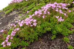 Thymus caespititius