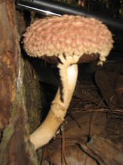 Boletellus ananas image