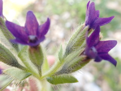 Anchusa