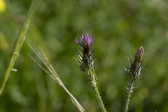 Carduus pycnocephalus albidus