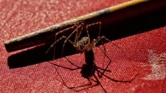 Scytodes