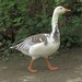 Snow × Bar-headed Goose - Photo (c) Micha Baum, some rights reserved (CC BY-SA), uploaded by Micha Baum