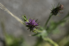 Carduus pycnocephalus albidus