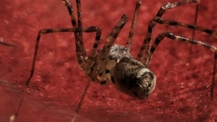 Scytodes