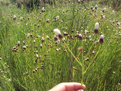 Baccharis juncea