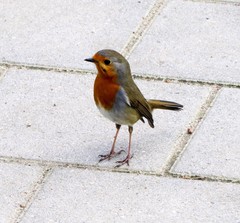 Erithacus rubecula