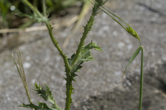 Carduus pycnocephalus albidus