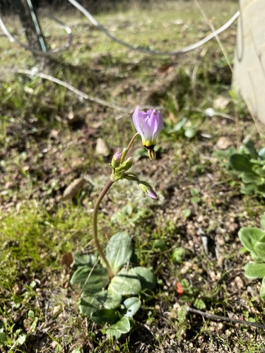 iNaturalist observation photo of Padre's Shooting Star