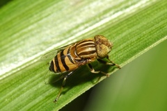 Eristalinus