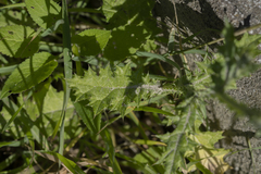 Carduus pycnocephalus albidus